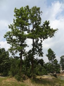Moola Nakshatra Tree