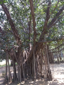 National-Tree-of-India-Banyan-Ficus-benghlensis-राष्ट्र-वृक्ष-1.jpgBanyan-Ficus-benghlensis